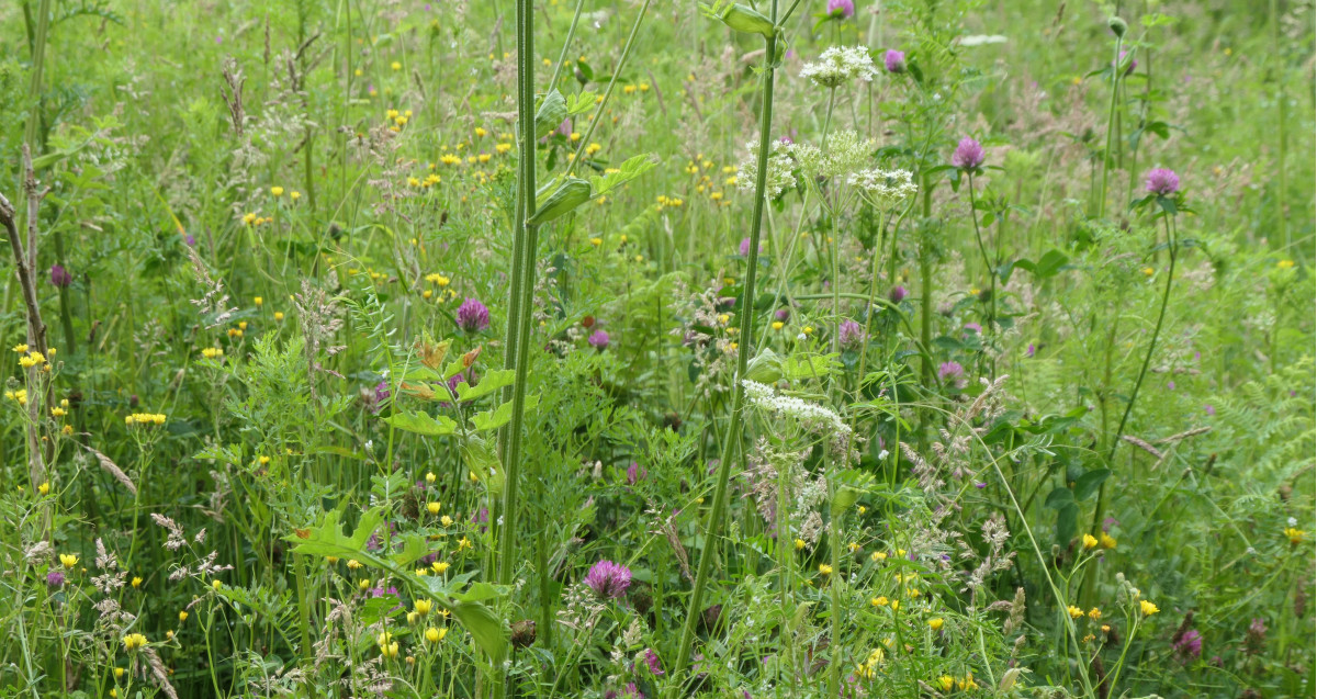 ouche bretonne biodiversite