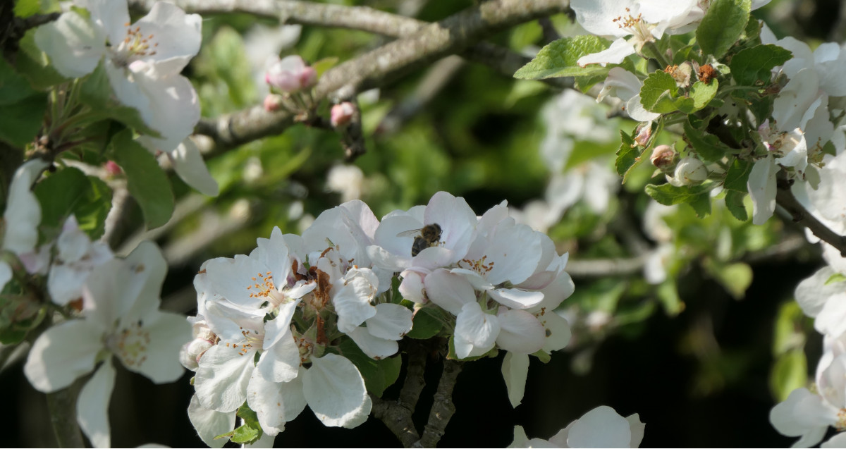 Ouche bretonne-abeilles